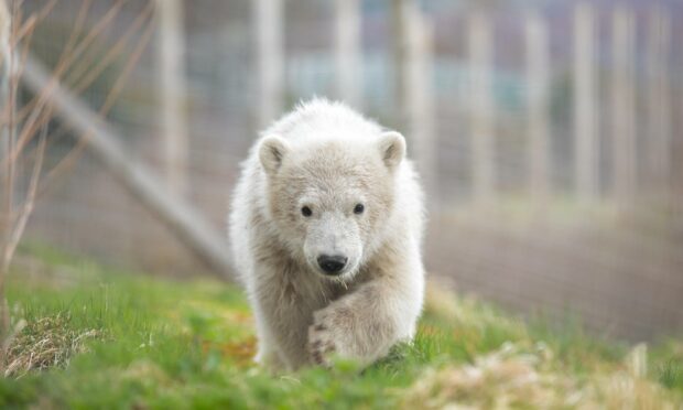 Hamish the polar bear's sibling was born earlier this week.