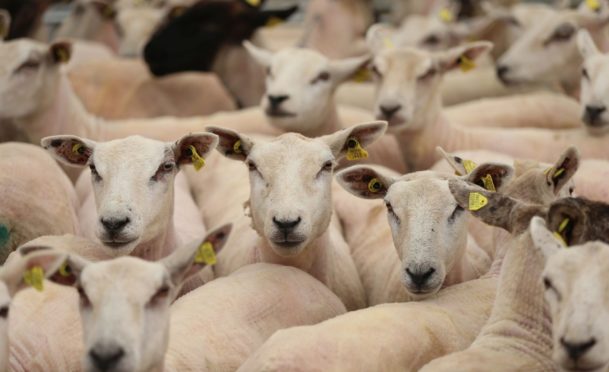 Almost 40% of Scottish sheep are not meeting market specifications.