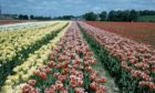 Tulips at Inverurie Bulb Farm's fields at Kinkell in the 1960s with Inverurie Paper Mill in the background.