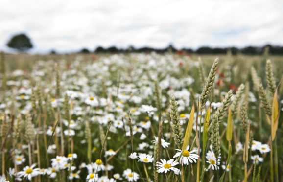 The study looked at weed burden in wheat crops at Rothamsted's Broadbalk wheat trial.