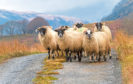 The Government's pledges include a commitment to reform crofting legislation.