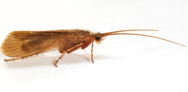 A Limnephilus Pati caddisfly, which was believed to be extinct in the United Kingdom but which has been found in a garden in South Uist