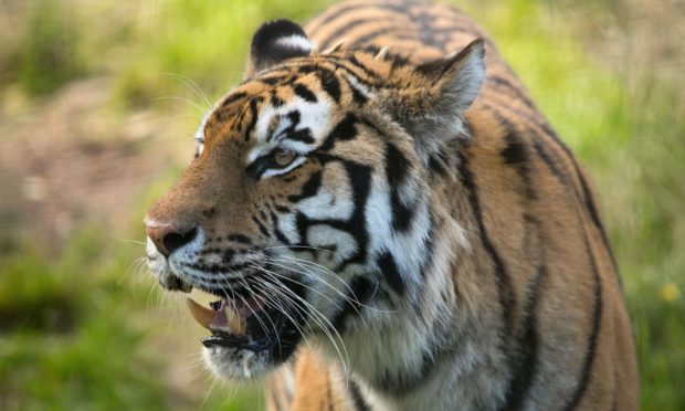 Amur tiger at Highland Wildlife Park. RZSS Media.