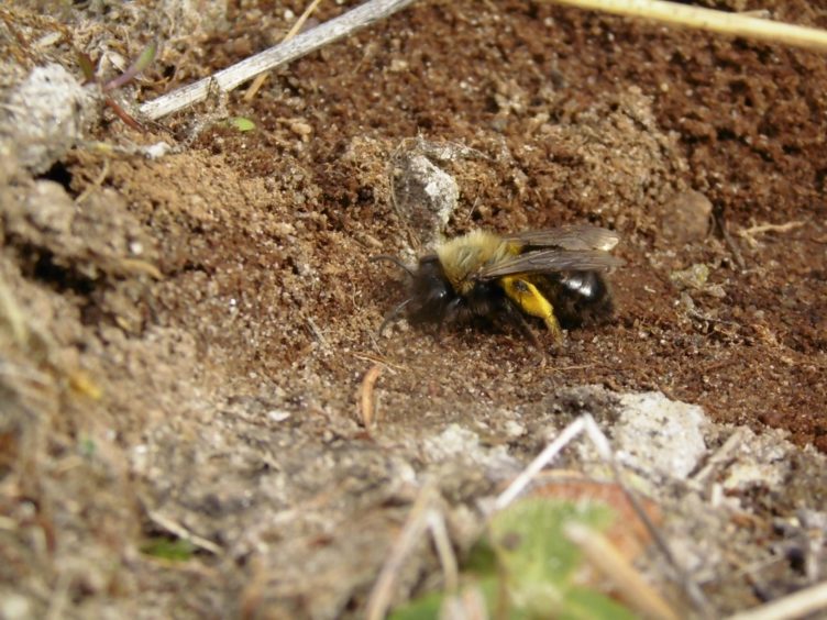 Female Clarke's mining bees (Andrena Clarkella)