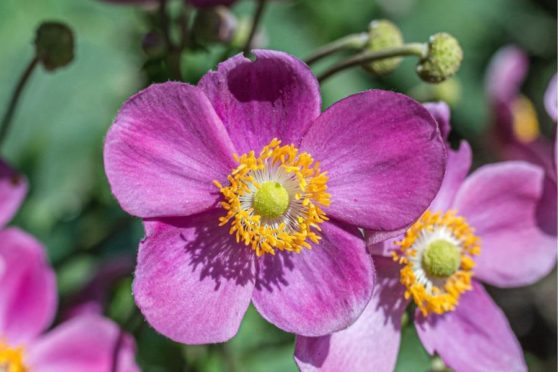 Anemone Hadspen.