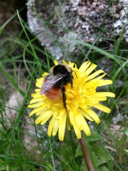 Blaeberry Queen bumblebee (Bombus monticola)