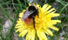 Blaeberry Queen bumblebee (Bombus monticola)