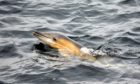 A dolphin was spotted close to shore in Oban Bay.