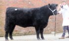 The Galloway heifer, Blackcraig Fay sold for 12,500gns