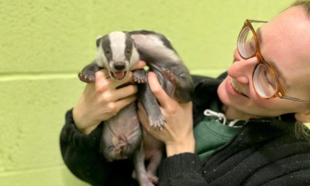 Five badger cubs are being cared for by the Scottish SPCA
