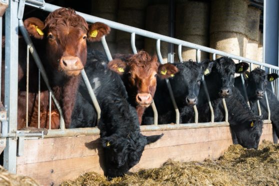 The study found feeding beef cattle seaweed can reduce their methane emissions by more than 80%.