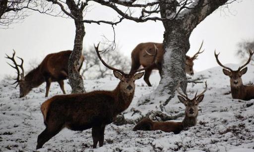 In 1995 the National Trust for Scotland acquired Mar Lodge Estate in the heart of the Cairngorms.