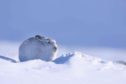A mountain hare in its winter coat, in the Cairngorms National Park. A new project has been launched to study the animals. Photograph by Lorne Gill.