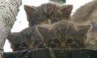 Neill and siblings. Saving Wildcats