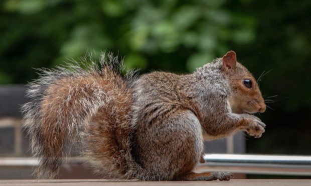 New research underway to trace the steps of urban squirrels. Photo by Nicola Nuttall.