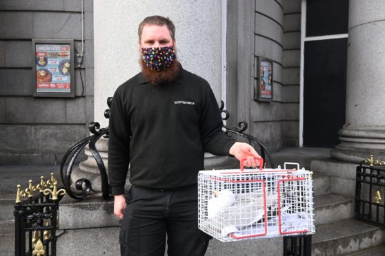 Kyle McWhirr of the Scottish SPCA with the gull. Picture by Paul Glendell