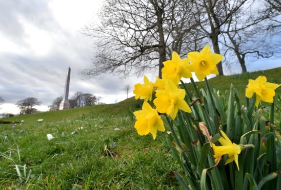 Spring is in full bloom at Duthie Park, Aberdeen. Picture by Scott Baxter.