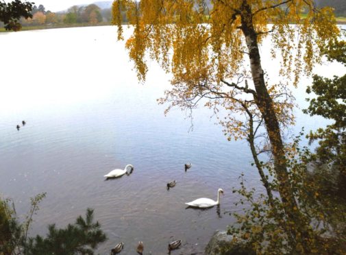 Swans at Aboyne Loch in 2020.