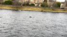 Otters spotted in the water near the Ness Bank Church.
