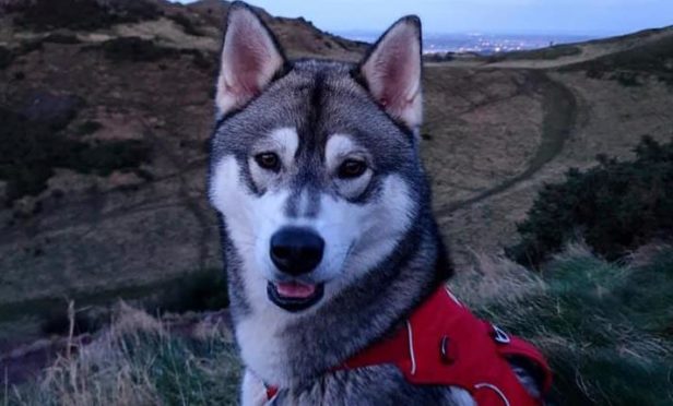 Koda the Siberian husky has gone missing in the Highlands.