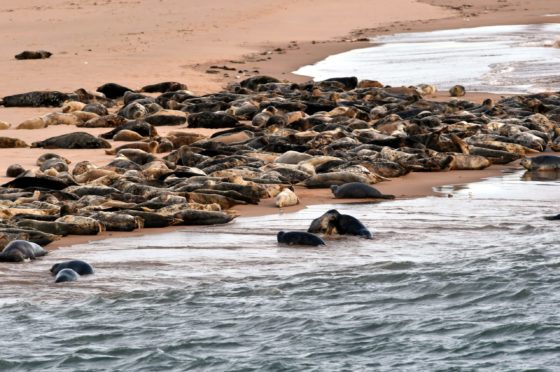 Seals at Newburgh beach.