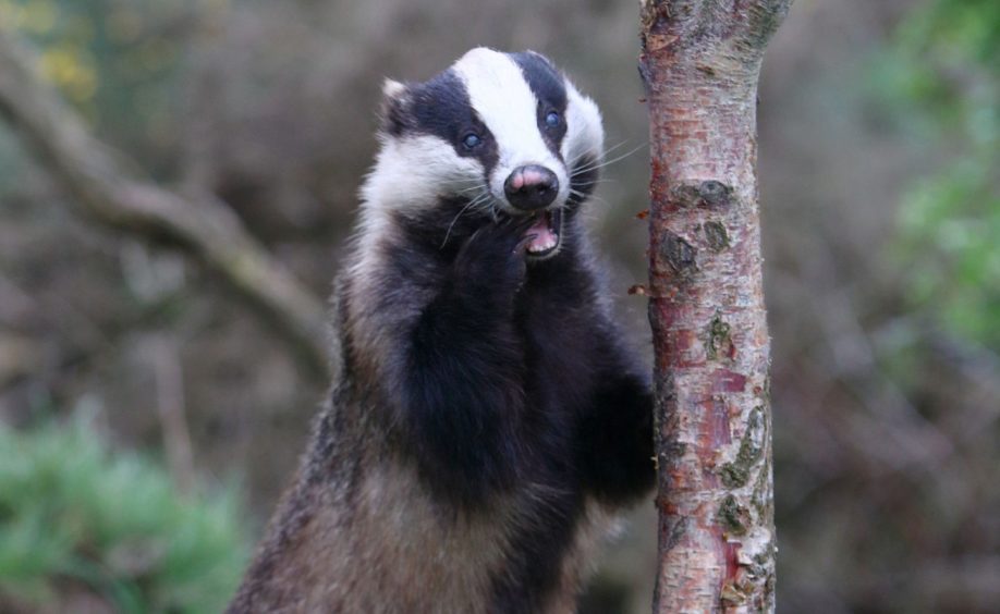 A badger