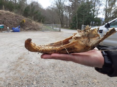 To go with story by Annie Butterworth. Remains of 'fish of a lifetime' found in Highland river Picture shows; Salmon jaw. River Connon. Supplied by Cromarty Firth Fishery Board Date; 16/04/2021