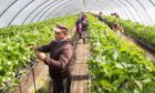 HELPING HAND: The number of foreign seasonal workers allowed was extended from 10,000 to 30,000 this year.​