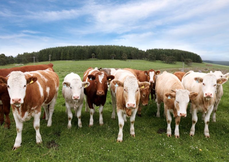 A herd of cattle
