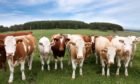 Scottish Government officials have been accused of blocking proposals to help the beef sector reduce its emissions.