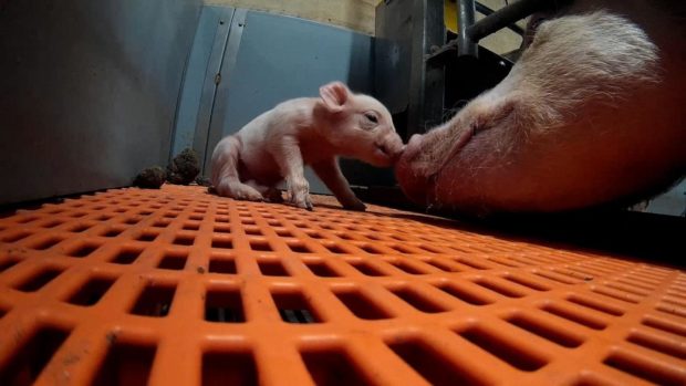 Shocking footage of the treatment of pigs was filmed by Animal Equality UK.