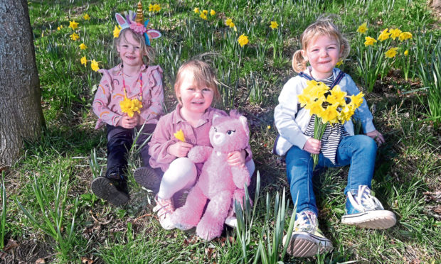 Pictured are from left, Amelia, 5, Estee, 2 and Daisy, 3 Wyness in the daffodils on Riverside Drive, Aberdeen.