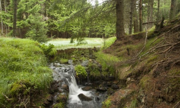 A small waterfall runs from a forest pool along the route up Ben Newe, near Strathdon.