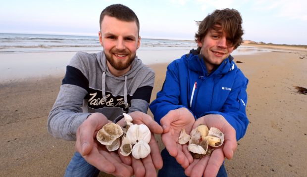 Elliot Findlay and his friend Ryan Chalmers were walking on Fraserburgh beach at the weekend when they saw some unusual sea potato shells, of which hundreds have washed up on the beach.
Pictured with some of the shell pieces are Ryan, left and Elliot.
Pic by Chris Sumner