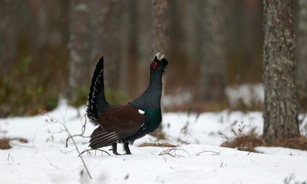 Capercaillie numbers in Scotland have decreased severely over the years.