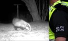 Police in the Highlands have launched two separate investigations which relate to the snaring of a badger and the blocking of a sett near Inverness.