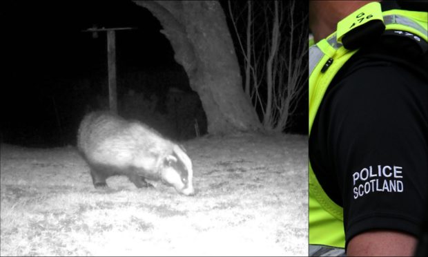 Police in the Highlands have launched two separate investigations which relate to the snaring of a badger and the blocking of a sett near Inverness.