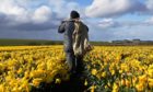 A daffodil picker works Slanes Park Farm, near Kinneff.