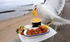 A gull stealing food during an Aberdeen Journals photoshoot on the Beach Esplanade