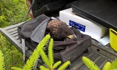 The male eagle from Mull ready to go to the Isle of Wight.