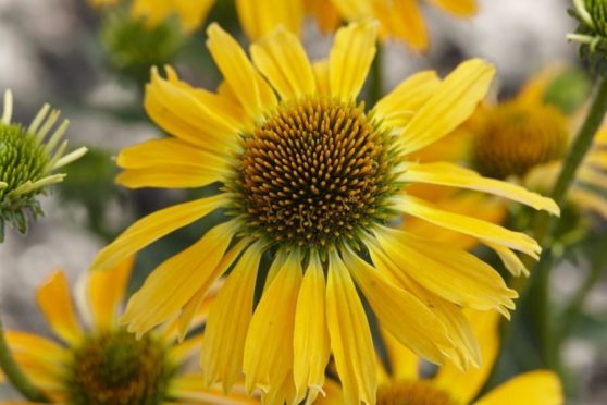 Echinacea Golden Skipper