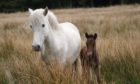 Only seven Eriskay pony females were registered in 2020.