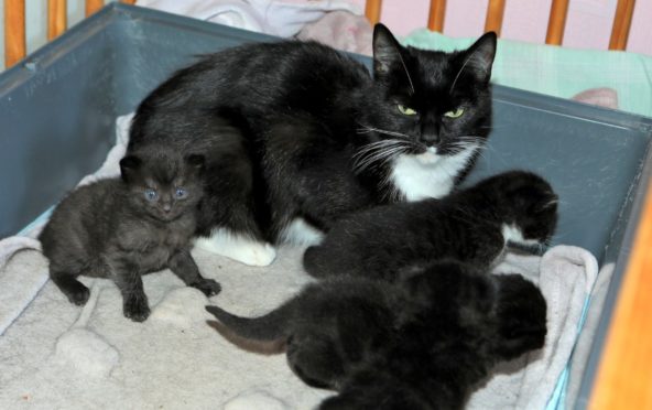 Evening telegraph/ Courier news CR0027660   G Jennings pics , 3 year old Niah McArtney with her cat " Pebbles" and her kittens , Pebbles was sprayed with bleach when she was outside walking in Fintry , friday 16th April.