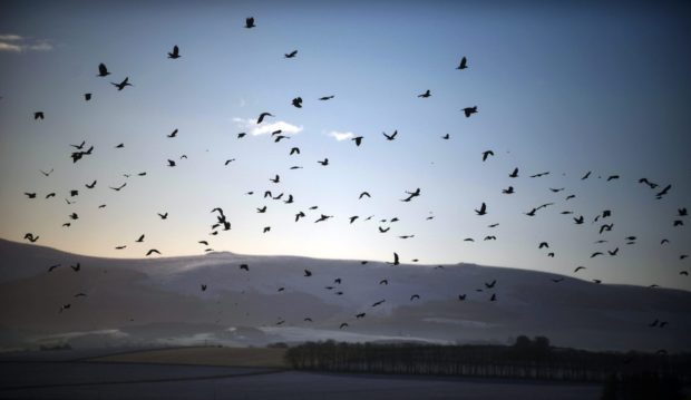 Crows fly over a white landscape near Oldmeldrum, Aberdeenshire