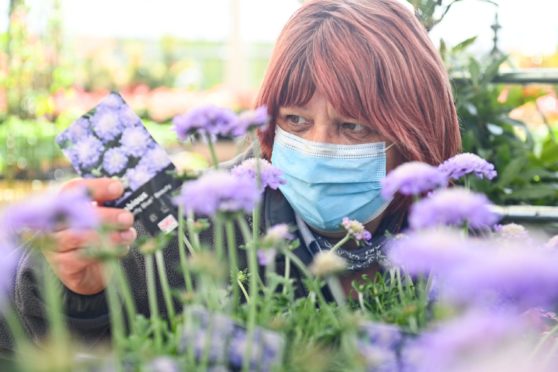 Plant Assistant Outdoors Karen Jones prepares for the reopening of Forres garden centre Mackenzie and Cruickshank for the first time since Christmas. Picture by Jason Hedges