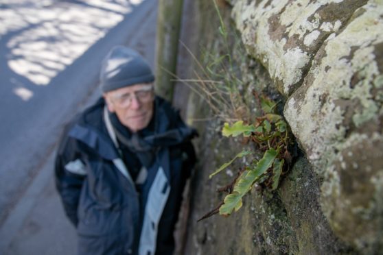 Brian Ballinger has been recording the wild plants in railway stations and on walls