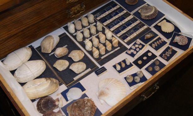 Mollusc collection at the Aberdeen University Zoology Museum