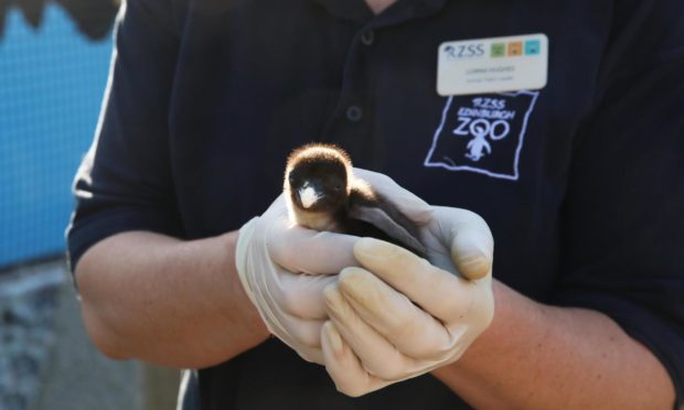 Edinburgh Zoo has welcomed the first penguin chick for the season.