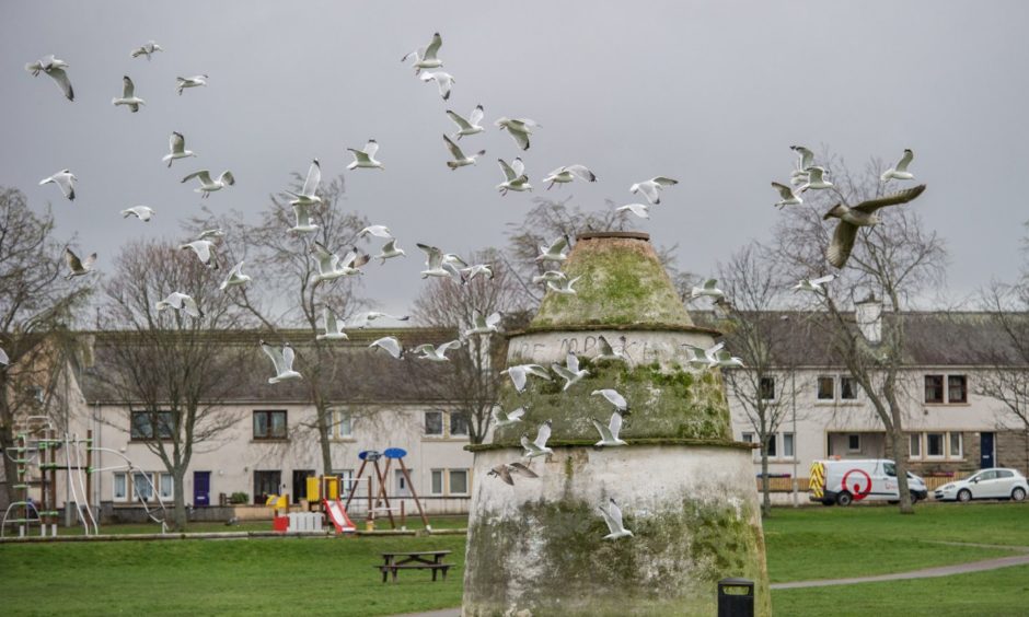 Gulls at Doocot Park in New Elgin