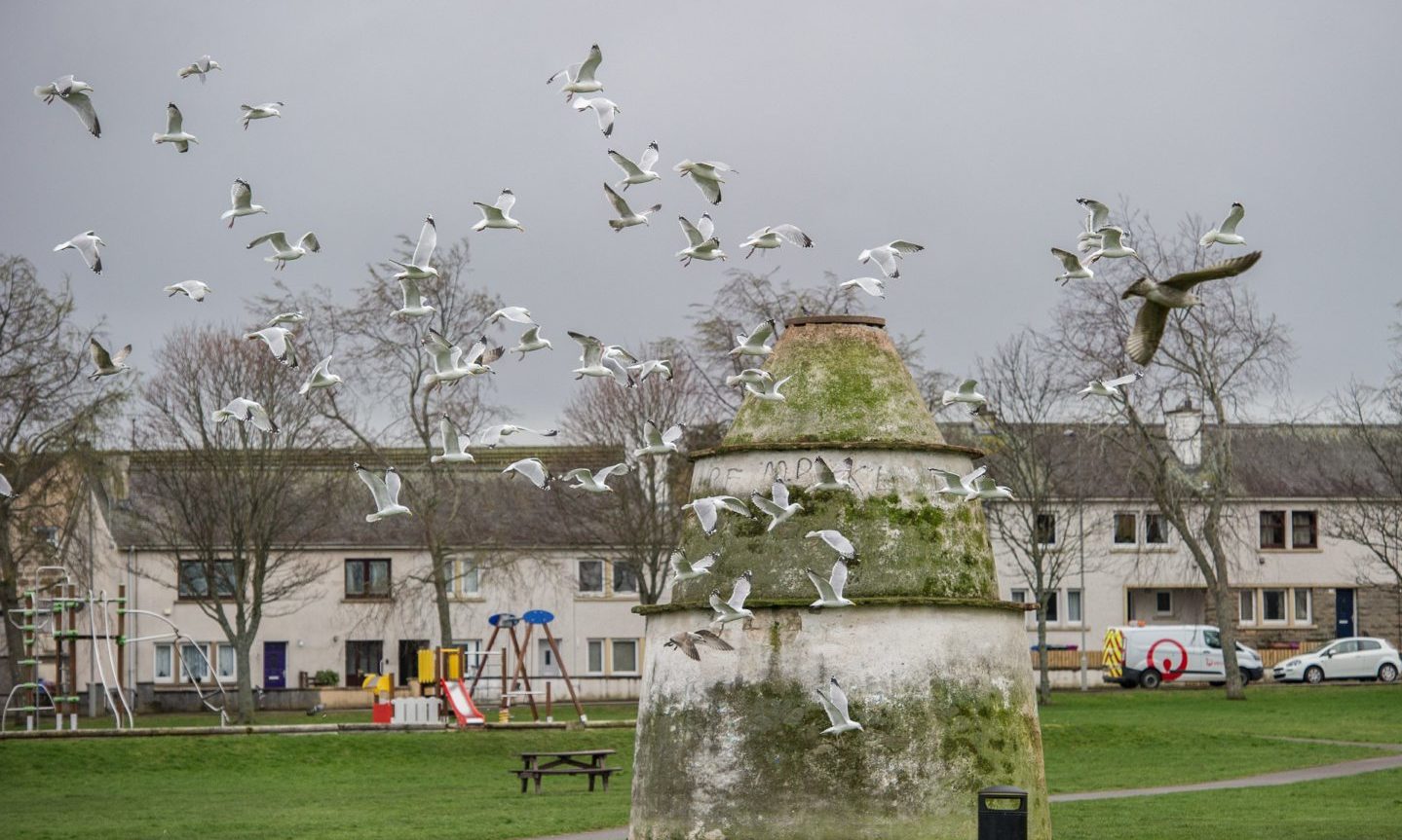 Gulls flying at Doocot Park in New Elgin.